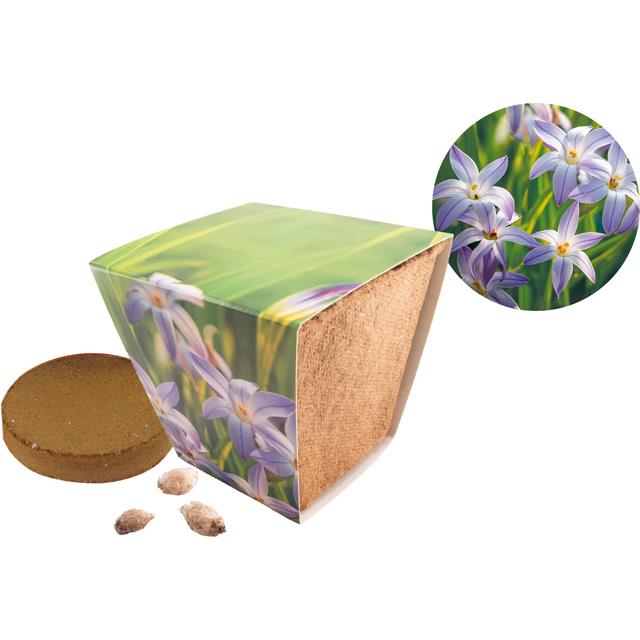 Naturt�pfchen Sternblume