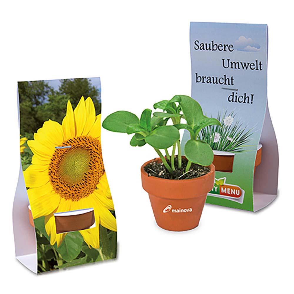 Logo-Töpfchen Übereichverpackung - Sonnenblume