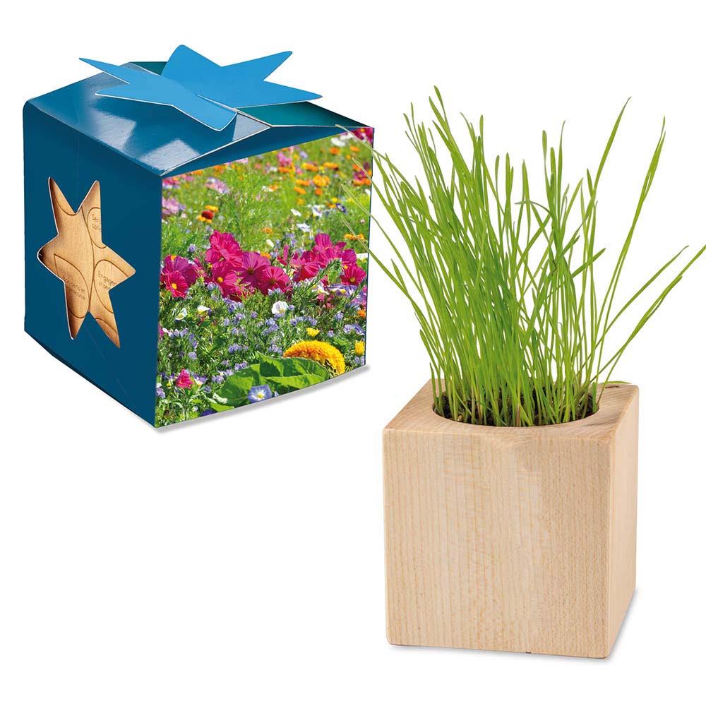 Pflanz-Holz Maxi Star-Box - Sommerblumenmischung