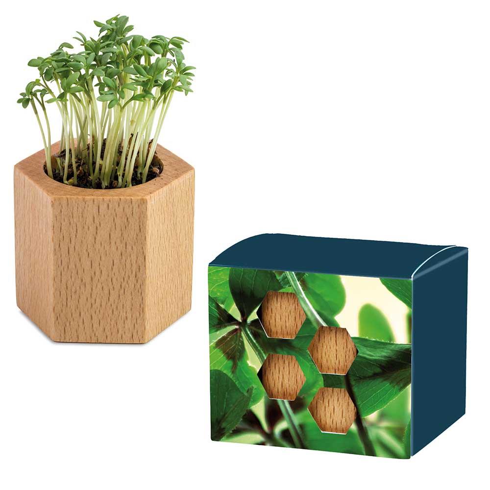 Pflanz-Holz Hexagon mit Samen - Gl�cksklee-Zwiebel